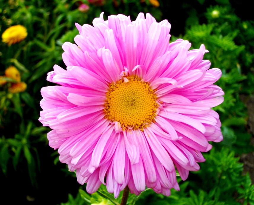 Aster