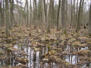 Puszcza Solska